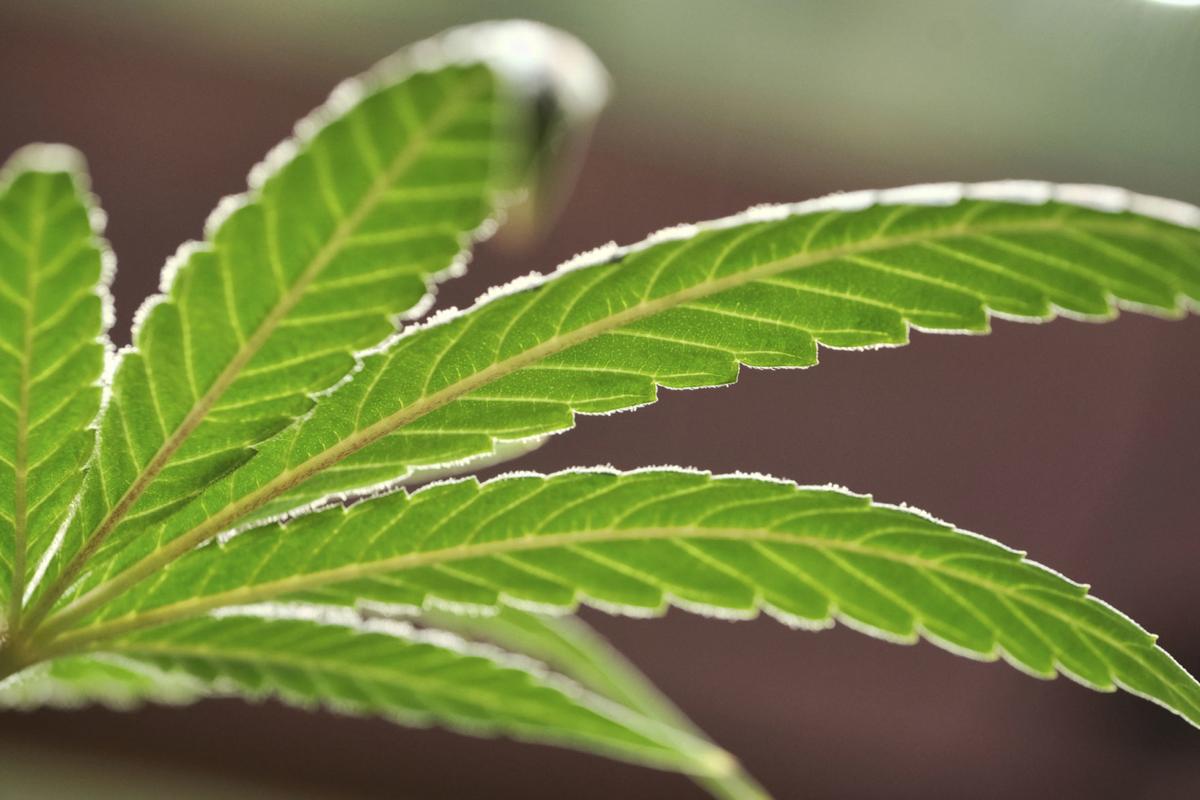 Medical Marijuana Louisiana