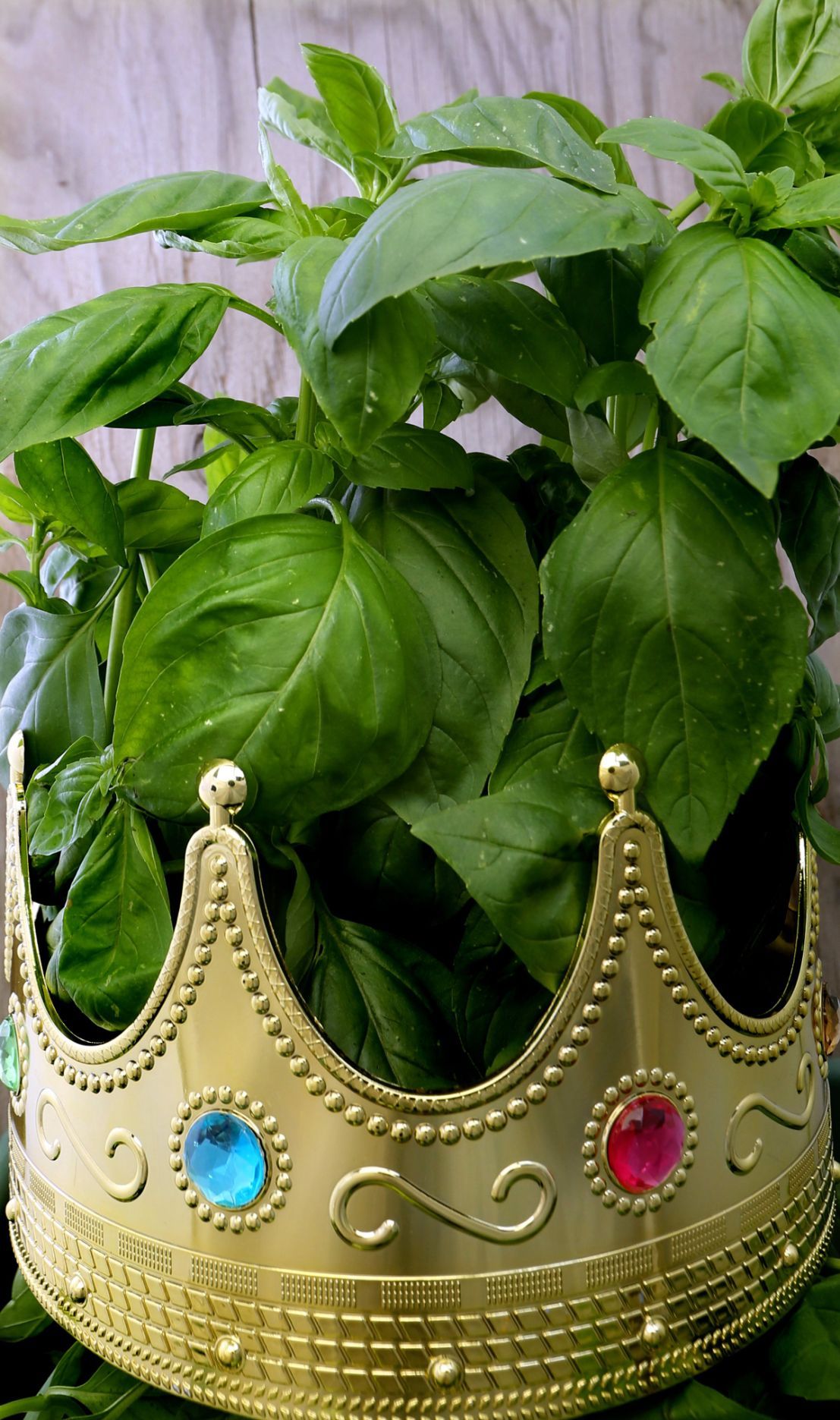 Basil The king of herbs