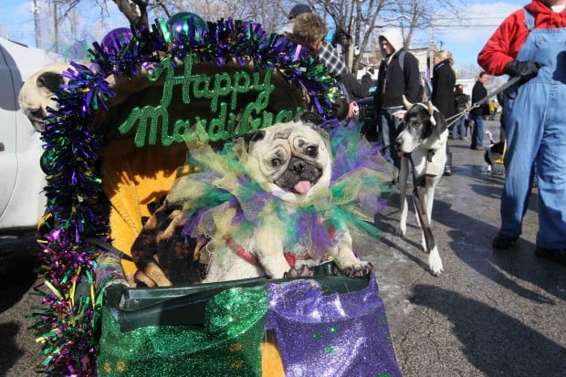 Beggin' Pet Parade in St. Louis : Gallery