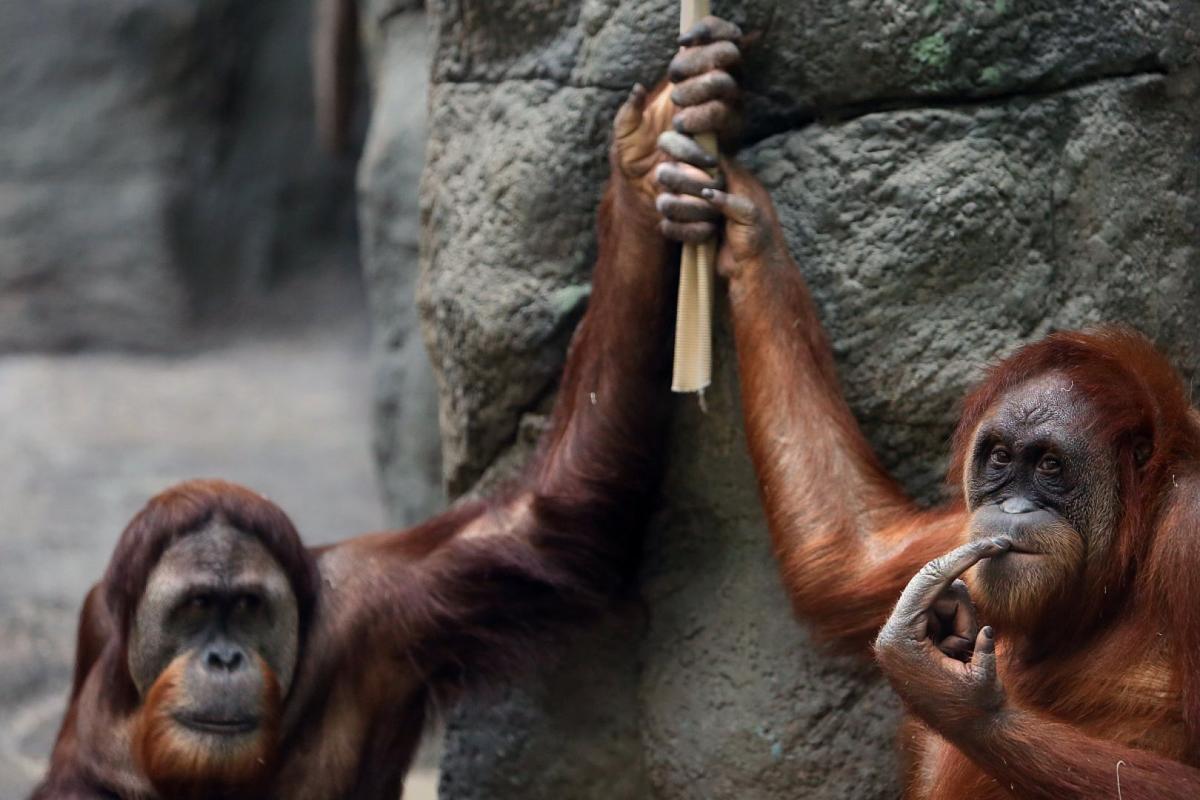 Orangutan's rock fixation causes $198,000 window ...