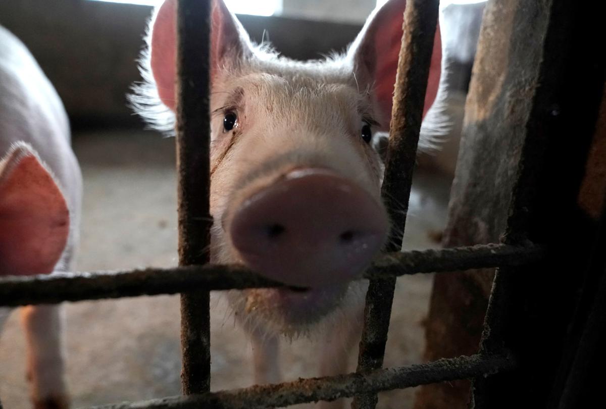Two surviving pigs are pictured in a pigpen at a village in Henan province