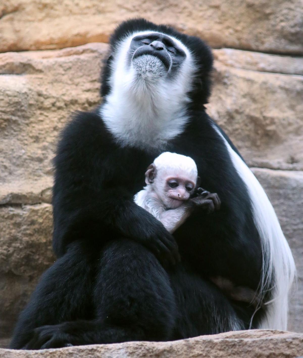 It&#39;s a boy! St. Louis Zoo announces birth of healthy colobus monkey | Entertainment | www.bagssaleusa.com
