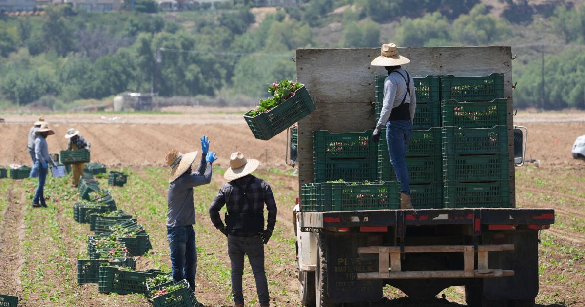 Editorial: Trump was going to deport criminals. Instead, he’s upping your grocery bill.