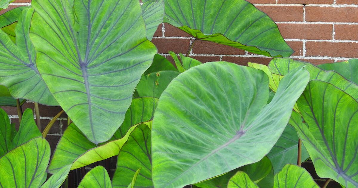 Gardening Q&A You can't leave elephant ears outside in winter in St. Louis; here's what to do Laura Chaves Missouri Botanical Garden
