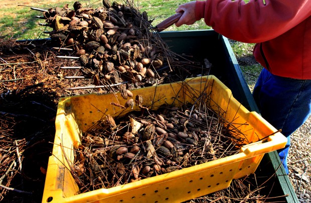 Drought halves pecan crop; prices surge for Holiday season