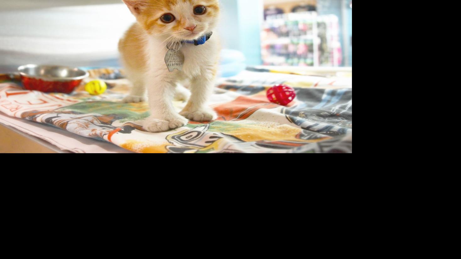 Cat Video Contest Get Your Best Cat Video Ready Right Meow
