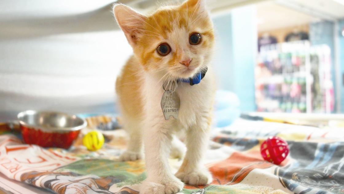 Cat Video Contest Get Your Best Cat Video Ready Right Meow