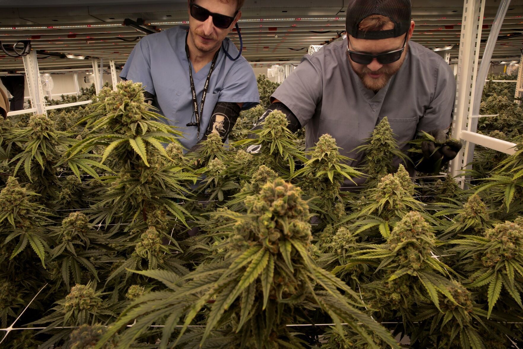 stltoday.com - Hannah Wyman | Post-Dispatch - Read the lawsuit against Proper Cannabis over pot smell coming from it Rock Hill cultivation warehouse