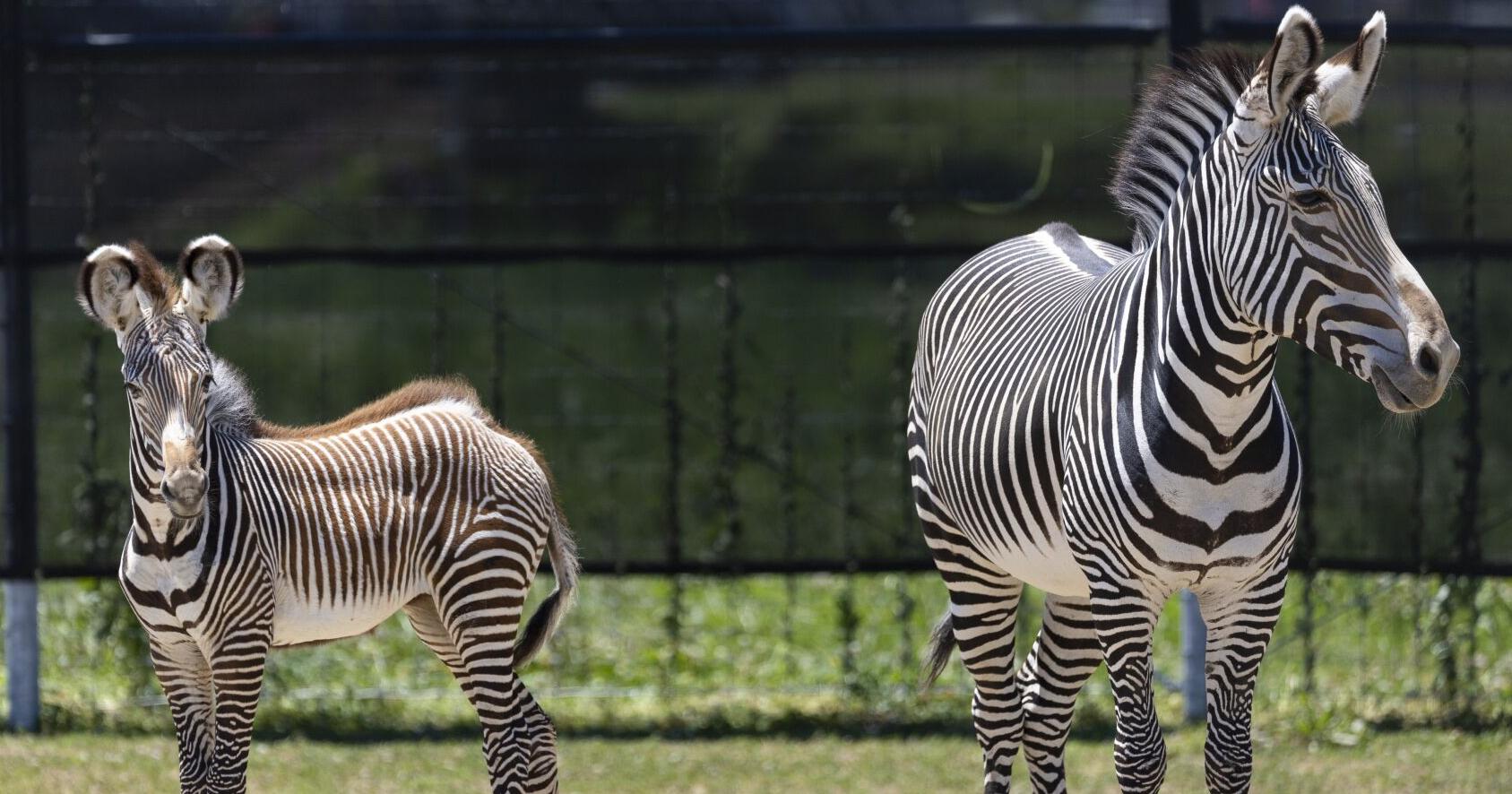 A sneak peak at St. Louis Zoo's new WildCare Park - Vimarsana News