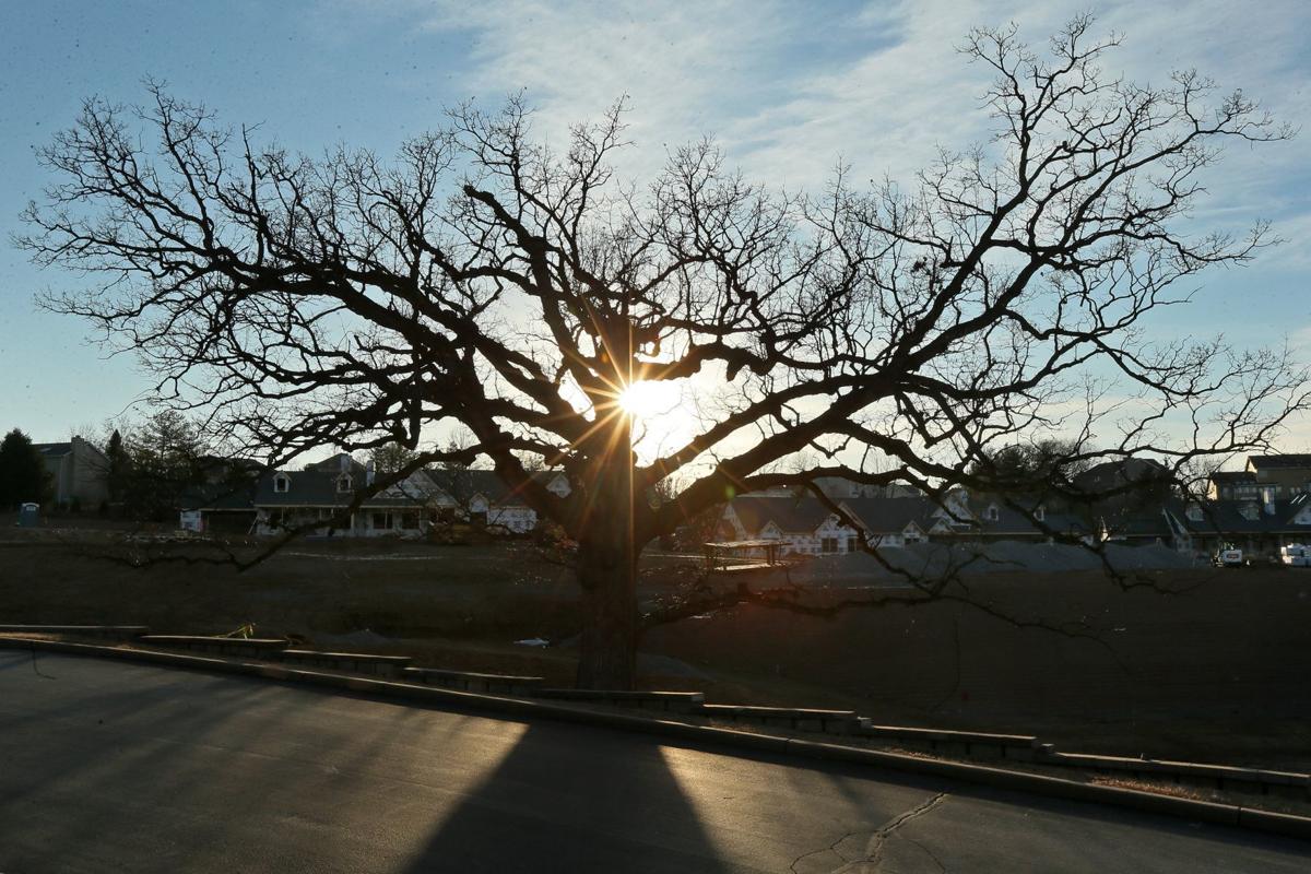 Huge tree spared in housing development