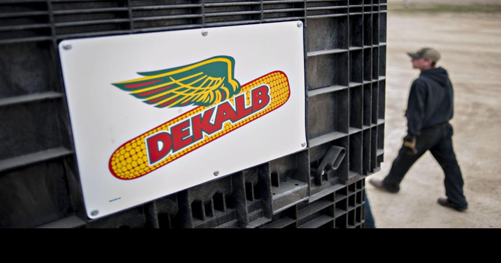 War on cornfield pest sparks clash over insecticide