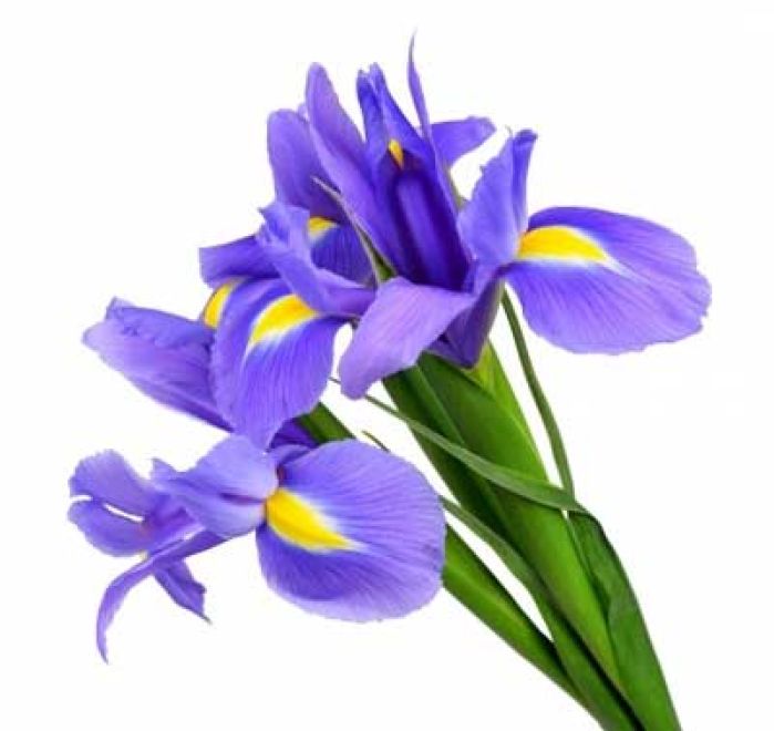 clipart iris flower - photo #10