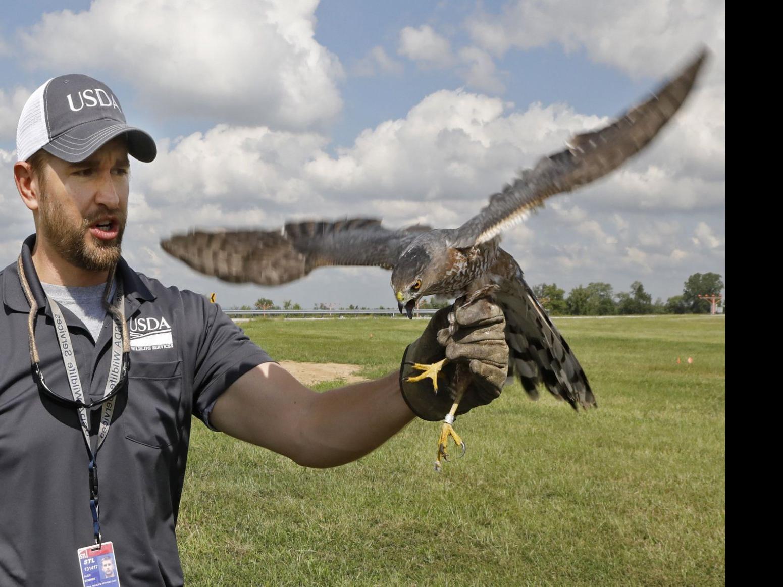 Meet The Wildlife Wranglers Who Spend Their Day Scaring Birds Away From The Airport In St Louis Metro Stltoday Com