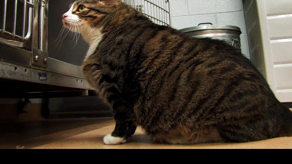 37pound cat Too heavy to be adopted? St. Charles
