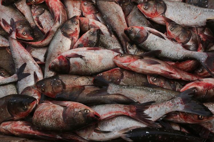Asian Carp Roundup continues at Creve Coeur Lake