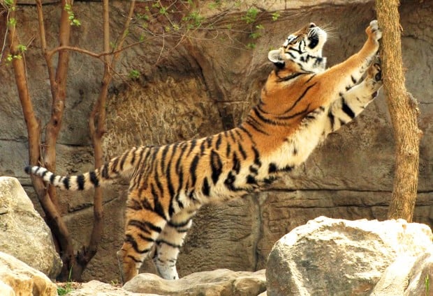 CD HM TIGERS2.JPG