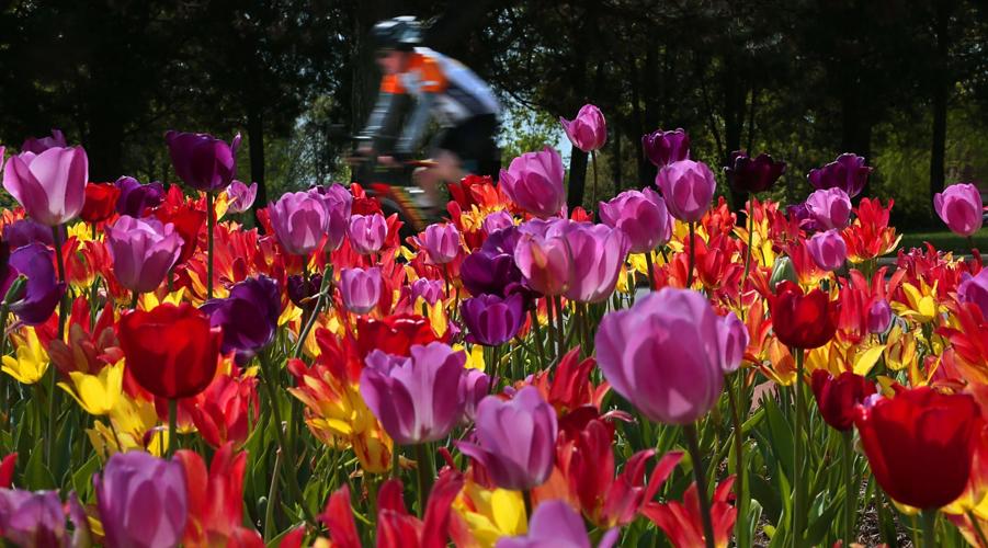 Tulips in full bloom in Forest Park