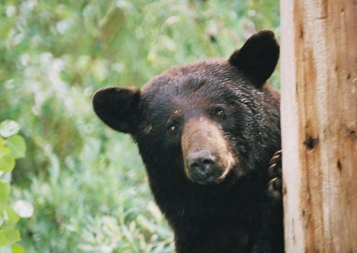 Black bear