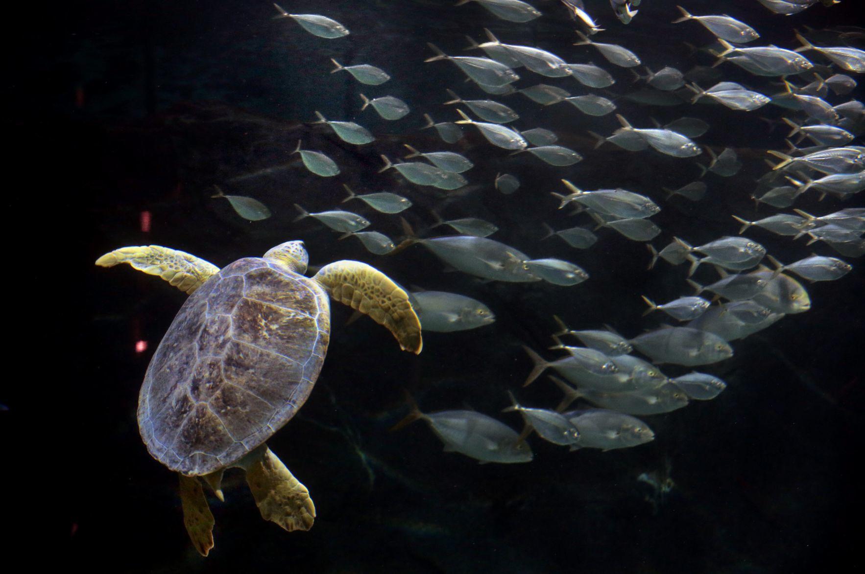 Photos Tsunami the sea turtle is swimming with the sharks