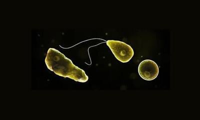 Naegleria fowleri
