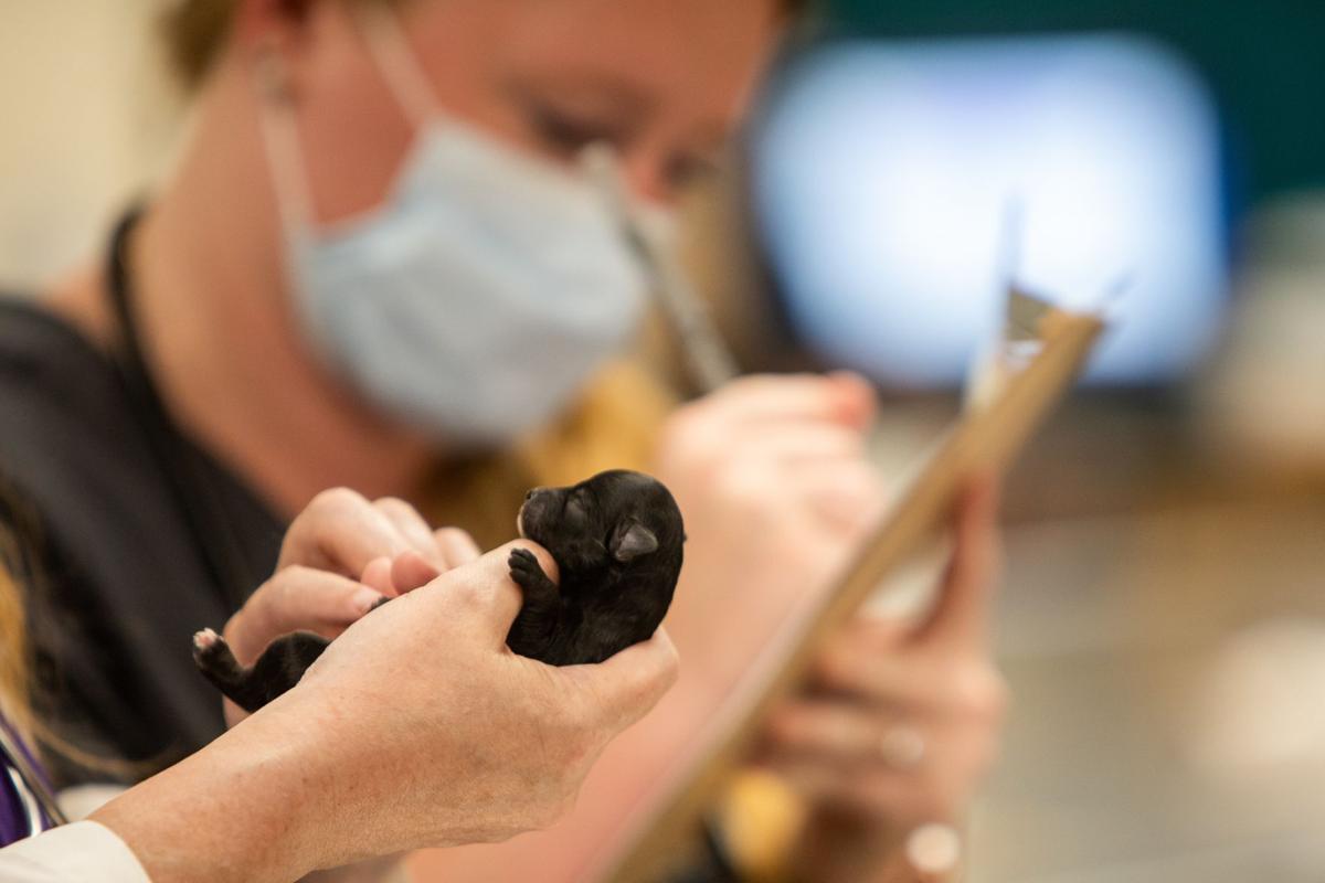 What Do Puppy Stores Do With Unsold Puppies