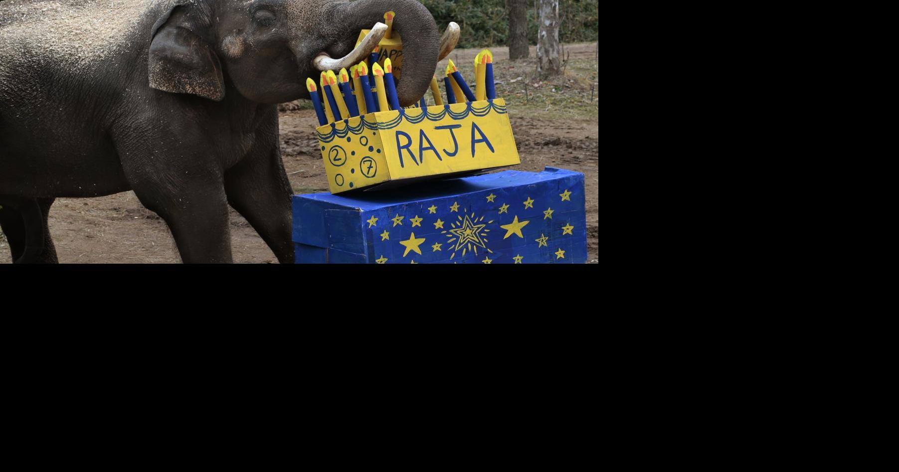 Beloved elephant Raja to leave St. Louis Zoo this fall; another male coming next year