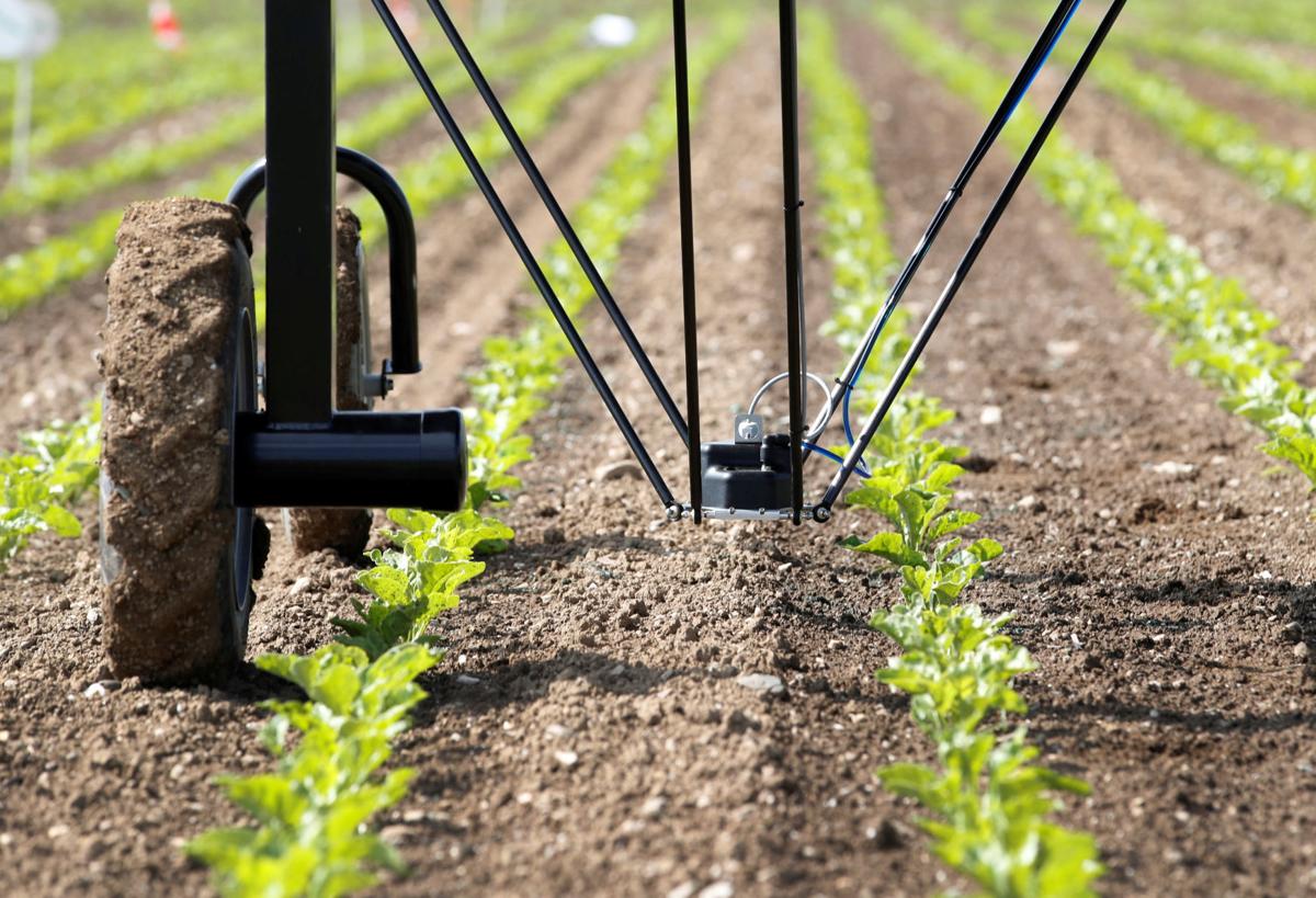 Robot Weed Killers Poised To Disrupt U S Agriculture Local