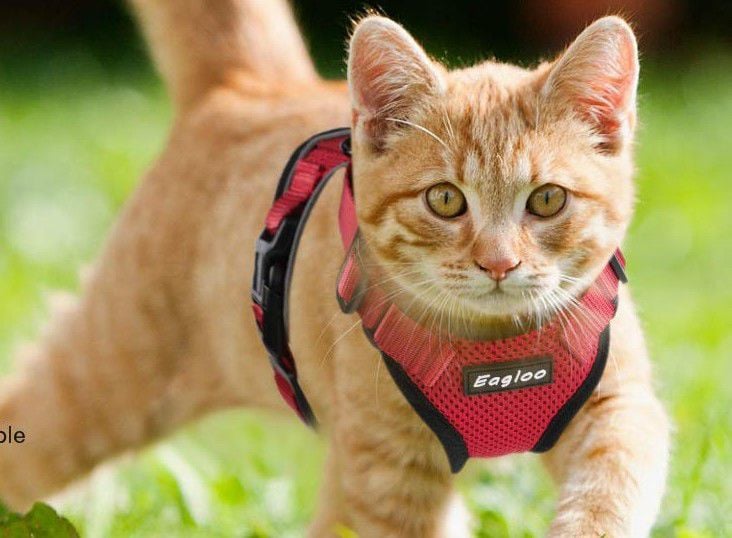 Here's how to walk your cat on a leash (and why it's worth the struggle)