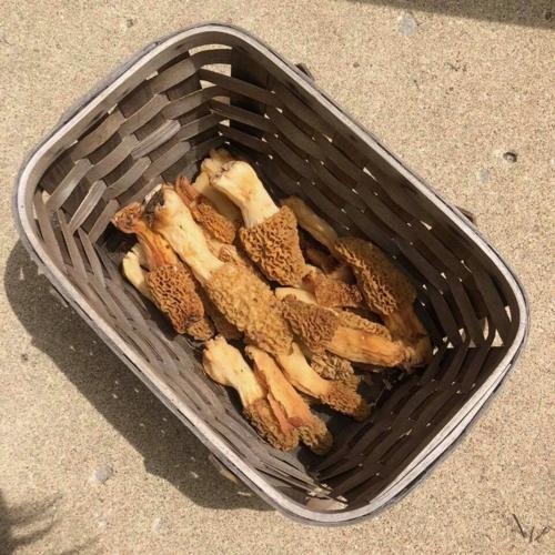 Morel mushrooms