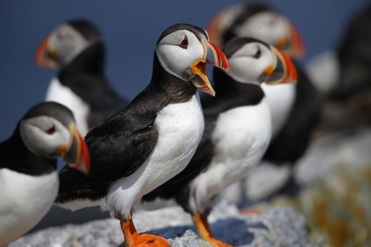 Maine puffins are rebounding and enjoying sand lance