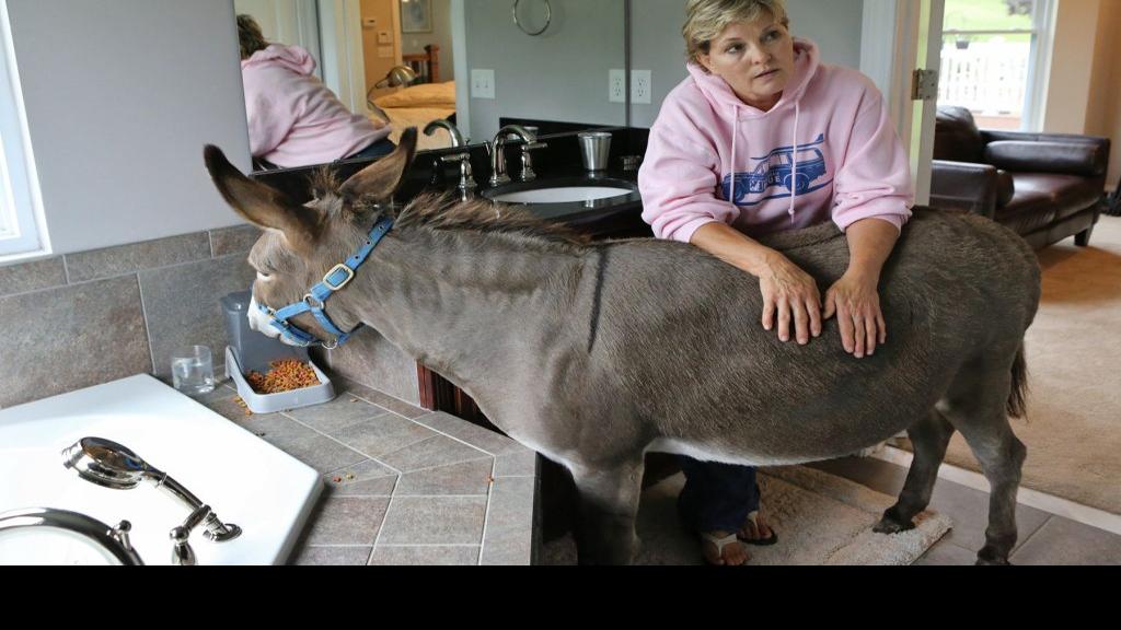 Joplin the donkey is part of the family | Home & Garden | stltoday.com