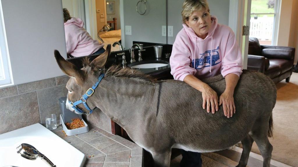 Joplin the donkey is part of the family | Home & Garden | stltoday.com