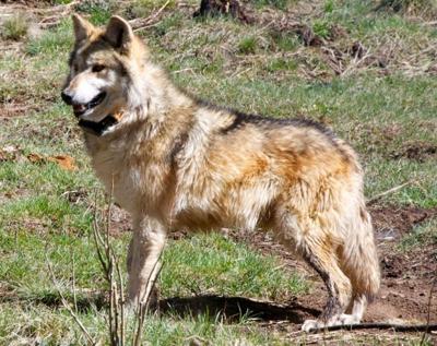 wesley wolf endangered