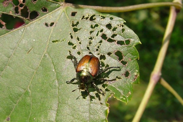 Japanese Beetles Threaten Gardens And Crops In Missouri, Illinois