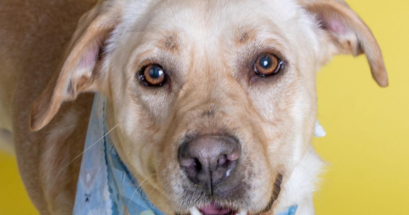 Humane Society of Missouri pets for adoption - Vimarsana News