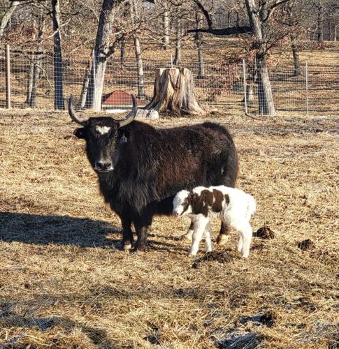 Baby yak at Grant's Farm