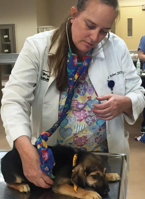 Pet Overpopulation Still A Significant Problem In Missouri Letters To The Editor Stltoday Com