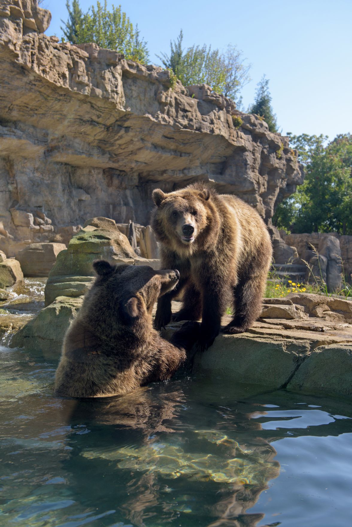 The day the St. Louis Zoo gave its bears an innovative new home.