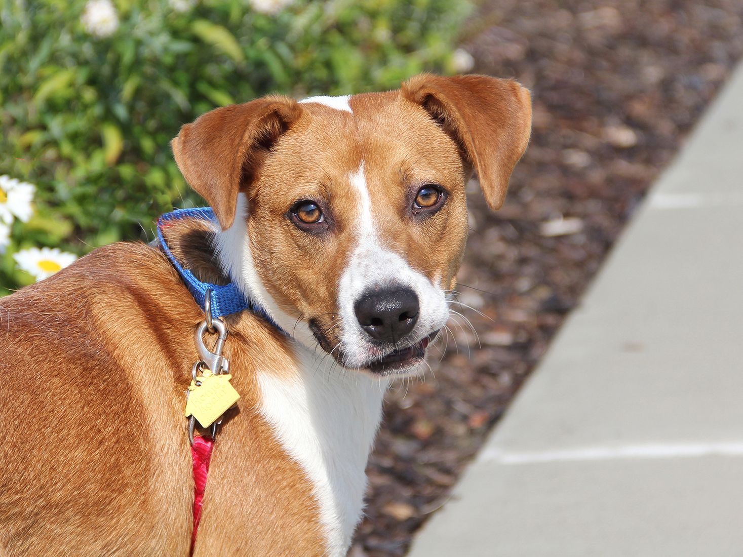 beagle and pit mix