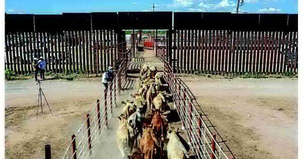 Mexican cattle exports resume with 100% inspections