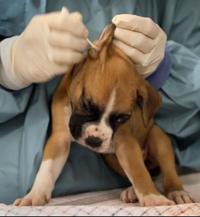 Humane Society of Missouri rescues more dogs