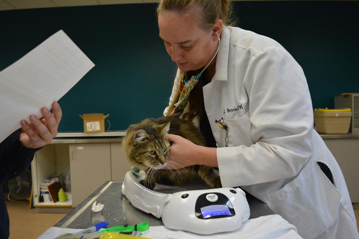 51 Rescued Cats From Houston Arrive In St Louis Need Homes