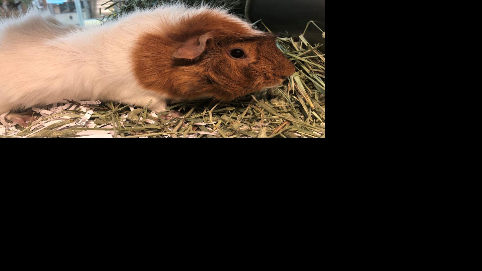 Adopt these pets A guinea pig, a rabbit and a Lab mix Pets