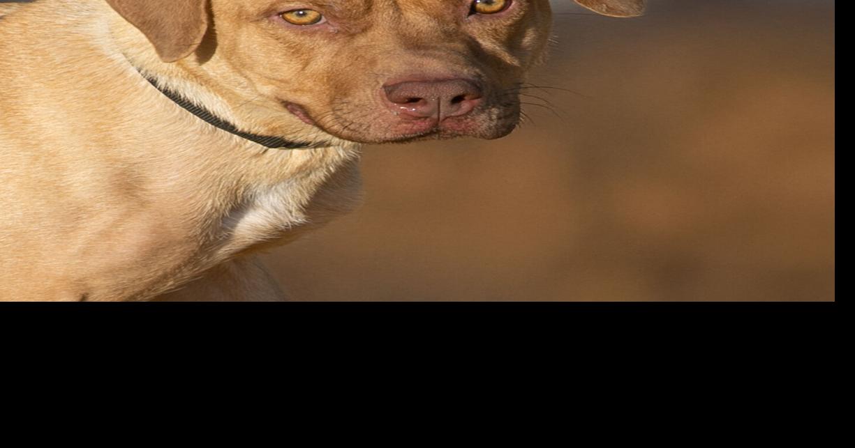 A Lab mix, a pit mix and a horse