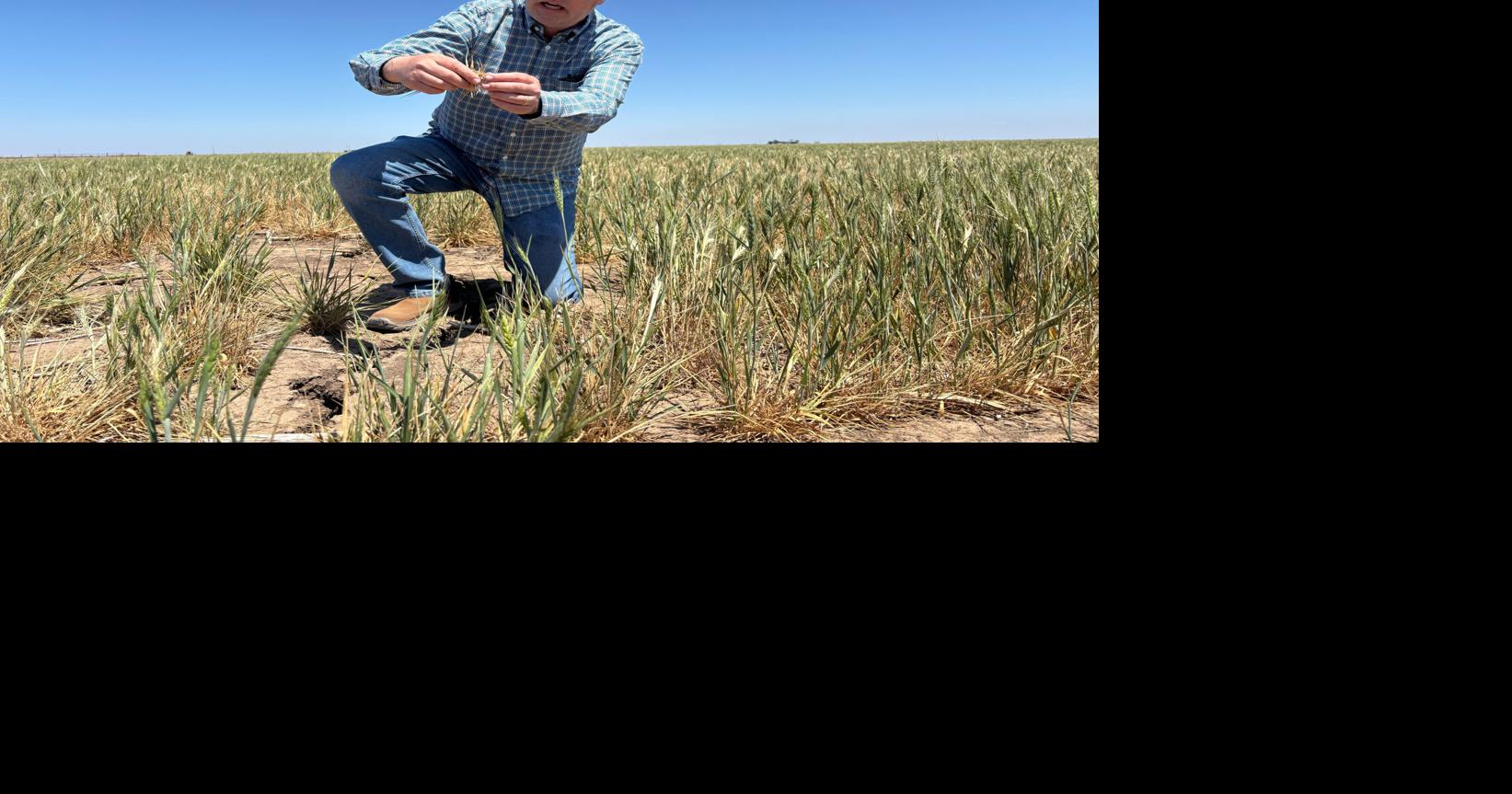 'Am I out?' Drought and rising costs from Iran war deepen pain for US farmers TOM POLANSEK and JULIE INGWERSEN Reuters