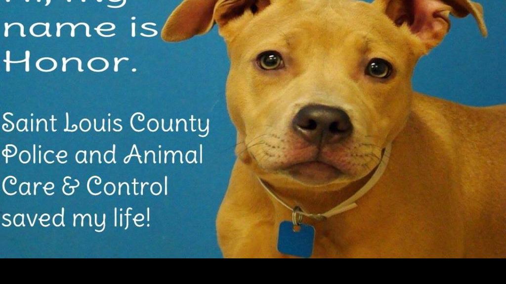 Dog seen in viral video now 'doing great,' St. Louis County shelter