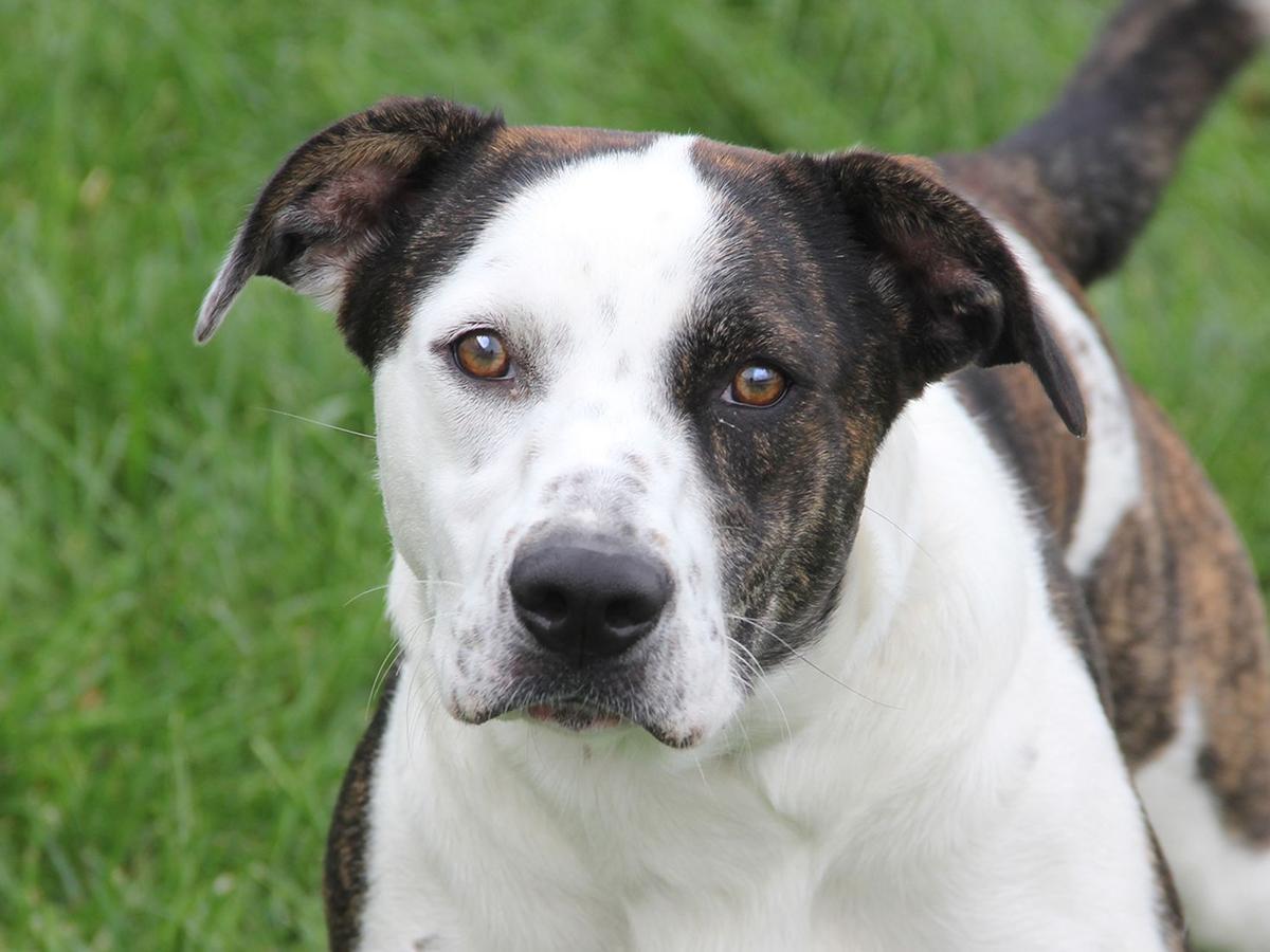 Pets Of The Week A Cat A Rabbit And A Cattle Dog Mix Pets Stltoday Com