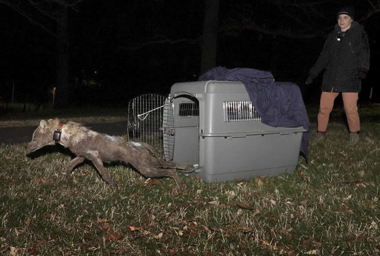 Urban coyotes in Forest Park