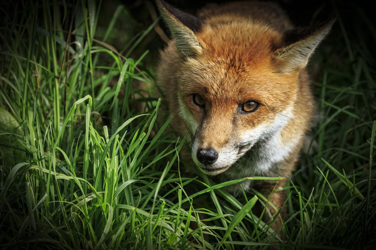 Fox