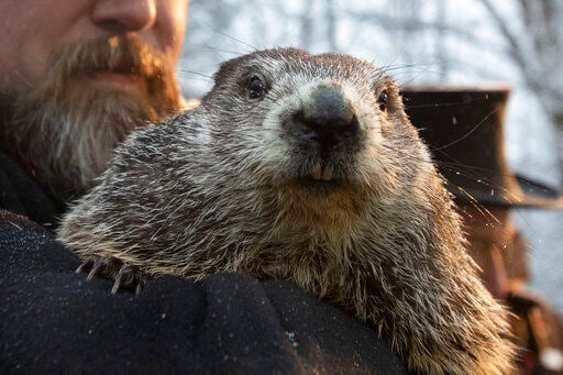 groundhog running socks